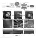 Fig. 16 - Composite lithium metal anodes for lithium batteries with reduced volumetric fluctuation during cycling and dendrite suppression