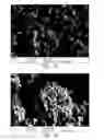 Fig. 22 - Silicon particles for battery electrodes