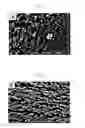 Fig. 06 - Porous carbon materials and methods of manufacturing the same