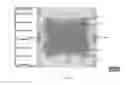Fig. 19 - Electromagnetic device