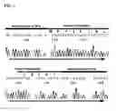 Fig. 04 - Transgenic mouse expressing kidney-specific human TGF-beta1, and biomarker for tissue fibrosis mouse model