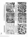 Fig. 08 - Transgenic mouse expressing kidney-specific human TGF-beta1, and biomarker for tissue fibrosis mouse model
