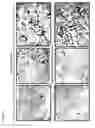 Fig. 09 - Transgenic mouse expressing kidney-specific human TGF-beta1, and biomarker for tissue fibrosis mouse model