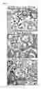 Fig. 14 - Transgenic mouse expressing kidney-specific human TGF-beta1, and biomarker for tissue fibrosis mouse model