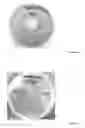 Fig. 03 - COATING FORMULATION FOR SEED AND SURFACE STERILIZATION