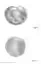 Fig. 06 - COATING FORMULATION FOR SEED AND SURFACE STERILIZATION