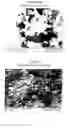 Fig. 02 - COMPOSITION WITH PEST RESISTANT PROPERTIES