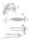 Fig. 02 - INVERTIBLE CHRISTMAS TREE