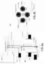 Fig. 07 - Coherent optical imaging for detecting neural signatures and medical imaging applications using common-path coherent optical techniques