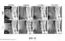 Fig. 09 - System, method and computer readable medium for preview of low-dose x-ray projection and tomographic images