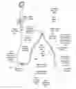 Fig. 01 - Apparatus and method for stabilization of procedural catheter in tortuous vessels