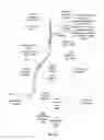 Fig. 25 - Apparatus and method for stabilization of procedural catheter in tortuous vessels