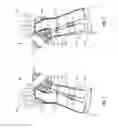 Fig. 02 - Ambidextrous, combination wrist and thumb brace