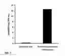Fig. 09 - COMPOSITIONS COMPRISING DASATINIB FOR TREATING COMPLEX REGIONAL PAIN SYNDROME