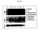 Fig. 04 - Directed differentiation of oligodendrocyte precursor cells to a myelinating cell fate
