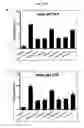 Fig. 05 - Directed differentiation of oligodendrocyte precursor cells to a myelinating cell fate