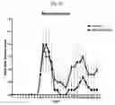 Fig. 08 - Directed differentiation of oligodendrocyte precursor cells to a myelinating cell fate