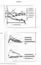 Fig. 11 - Directed differentiation of oligodendrocyte precursor cells to a myelinating cell fate