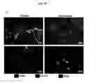 Fig. 14 - Directed differentiation of oligodendrocyte precursor cells to a myelinating cell fate