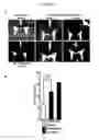 Fig. 15 - Directed differentiation of oligodendrocyte precursor cells to a myelinating cell fate