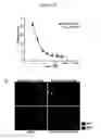 Fig. 20 - Directed differentiation of oligodendrocyte precursor cells to a myelinating cell fate