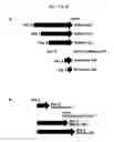Fig. 25 - Directed differentiation of oligodendrocyte precursor cells to a myelinating cell fate