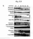 Fig. 31 - Directed differentiation of oligodendrocyte precursor cells to a myelinating cell fate