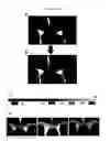 Fig. 46 - Directed differentiation of oligodendrocyte precursor cells to a myelinating cell fate