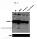 Fig. 47 - Directed differentiation of oligodendrocyte precursor cells to a myelinating cell fate