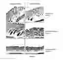 Fig. 08 - Methods and compositions for treating metabolic syndrome
