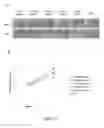Fig. 24 - Methods and compositions of bile acids and salts for reduction of fat