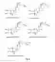 Fig. 04 - METHOD OF IMPROVING THE MUSCLE QUALITY OF OBESE AND/OR SARCOPENIC MAMMALS USING PHYTOECDYSONES