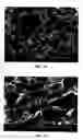 Fig. 08 - Modified starch material of biocompatible hemostasis