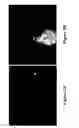 Fig. 03 - METHODS AND COMPOSITIONS FOR DISRUPTING BIOFILM UTILIZING CHITOSAN-DERIVATIVE COMPOUNDS