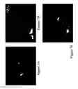 Fig. 08 - METHODS AND COMPOSITIONS FOR DISRUPTING BIOFILM UTILIZING CHITOSAN-DERIVATIVE COMPOUNDS