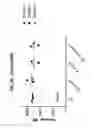 Fig. 06 - Methods of Preparing T Cells for T Cell Therapy
