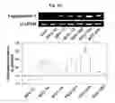 Fig. 24 - COMPOSITION FOR TREATING ISCHEMIC DISEASES OR NEUROINFLAMMATORY DISEASES CONTAINING NEURAL PROGENITOR CELLS OR SECRETOME THEREOF AS ACTIVE INGREDIENT