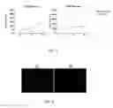 Fig. 07 - Umbilical tissue compositions and methods of use