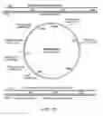 Fig. 11 - Bacteria engineered to treat a disease or disorder