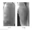 Fig. 07 - Topical Compositions And Methods For Treating Wounds