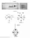 Fig. 02 - MULTIFUNCTIONAL BIODEGRADABLE PEG NANOCARRIER-BASED HYDROGELS FOR PREVENTING HIV TRANSMISSION