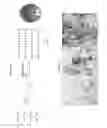 Fig. 15 - MULTIFUNCTIONAL BIODEGRADABLE PEG NANOCARRIER-BASED HYDROGELS FOR PREVENTING HIV TRANSMISSION