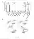 Fig. 13 - Probiotic function of human intelectin