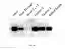 Fig. 29 - Probiotic function of human intelectin