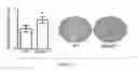 Fig. 12 - COMPOSITIONS AND METHODS OF REGULATING BONE RESORPTION