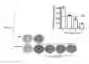 Fig. 13 - COMPOSITIONS AND METHODS OF REGULATING BONE RESORPTION