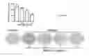 Fig. 15 - COMPOSITIONS AND METHODS OF REGULATING BONE RESORPTION