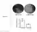 Fig. 16 - COMPOSITIONS AND METHODS OF REGULATING BONE RESORPTION
