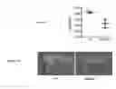 Fig. 25 - COMPOSITIONS AND METHODS OF REGULATING BONE RESORPTION