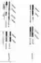 Fig. 27 - COMPOSITIONS AND METHODS OF REGULATING BONE RESORPTION